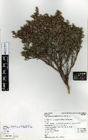  (Leptospermum scoparium - NZANG125)  @11 [ ] Copyright (2016) Allan Herbarium, Landcare Research Lincoln, New Zealand Allan Herbarium, Landcare Research Lincoln, New Zealand