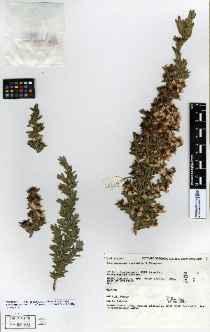  (Leptospermum variabile - NZANG126)  @11 [ ] Copyright (2016) Allan Herbarium, Landcare Research Lincoln, New Zealand Allan Herbarium, Landcare Research Lincoln, New Zealand