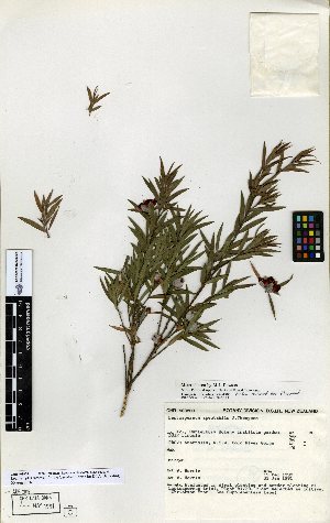  (Leptospermum spectabile - NZANG127)  @11 [ ] Copyright (2016) Allan Herbarium, Landcare Research Lincoln, New Zealand Allan Herbarium, Landcare Research Lincoln, New Zealand