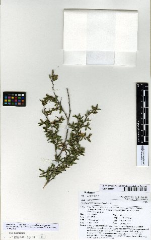  (Leptospermum polygalifolium - NZANG128)  @11 [ ] Copyright (2016) Allan Herbarium, Landcare Research Lincoln, New Zealand Allan Herbarium, Landcare Research Lincoln, New Zealand