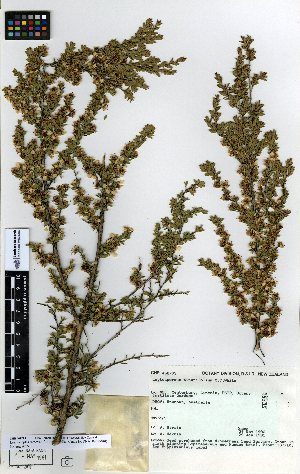  (Leptospermum minutifolium - NZANG129)  @11 [ ] Copyright (2016) Allan Herbarium, Landcare Research Lincoln, New Zealand Allan Herbarium, Landcare Research Lincoln, New Zealand