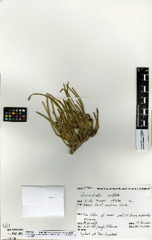  ( - NZANG135)  @11 [ ] Copyright (2016) Allan Herbarium, Landcare Research Lincoln, New Zealand Allan Herbarium, Landcare Research Lincoln, New Zealand