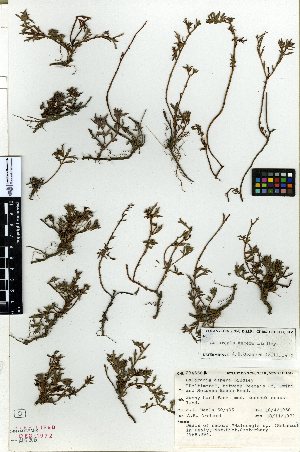  (Haloragis aspera - NZANG138)  @11 [ ] Copyright (2016) Allan Herbarium, Landcare Research Lincoln, New Zealand Allan Herbarium, Landcare Research Lincoln, New Zealand
