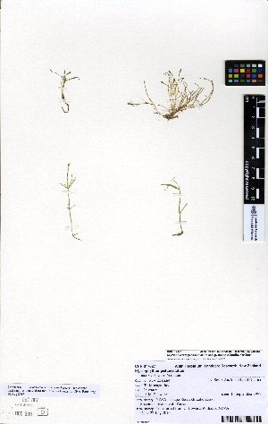  (Myriophyllum pedunculatum - NZANG139)  @11 [ ] Copyright (2016) Allan Herbarium, Landcare Research Lincoln, New Zealand Allan Herbarium, Landcare Research Lincoln, New Zealand