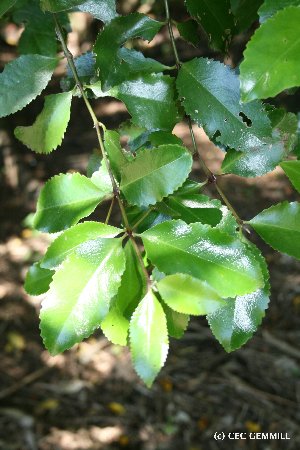  (Atherospermataceae - NZANG177)  @11 [ ] Copyright (2032) Chrissen EC Gemmill University fo Waikato
