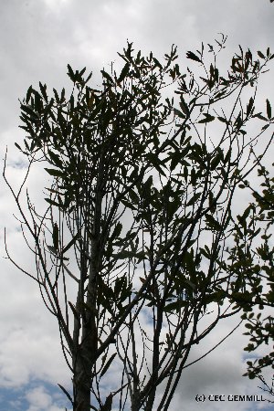  (Elaeocarpus dentatus - NZANG206)  @11 [ ] Copyright (2061) Chrissen EC Gemmill University fo Waikato