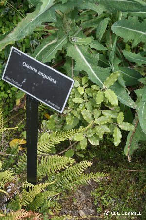  (Olearia albida var. angulata - NZANG210)  @11 [ ] Copyright (2065) Chrissen EC Gemmill University fo Waikato