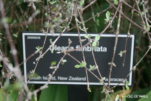  (Olearia fimbriata - NZANG211)  @11 [ ] Copyright (2066) Chrissen EC Gemmill University fo Waikato