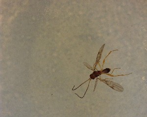  ( - NZAC03030558)  @11 [ ] No Rights Reserved (2022) Unspecified Landcare Research, New Zealand Arthropod Collection