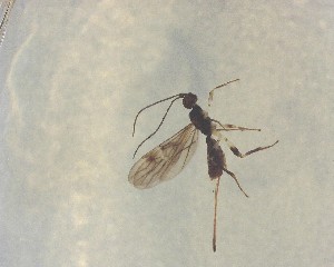  ( - NZAC03030559)  @11 [ ] No Rights Reserved (2022) Unspecified Landcare Research, New Zealand Arthropod Collection