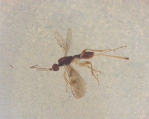  ( - NZAC03035414)  @11 [ ] No Rights Reserved (2022) Unspecified Landcare Research, New Zealand Arthropod Collection