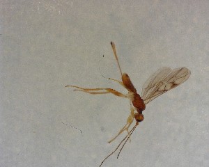  ( - NZAC03035519)  @11 [ ] No Rights Reserved (2022) Unspecified Landcare Research, New Zealand Arthropod Collection