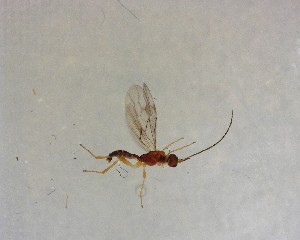  ( - NZAC03035561)  @11 [ ] No Rights Reserved (2022) Unspecified Landcare Research, New Zealand Arthropod Collection