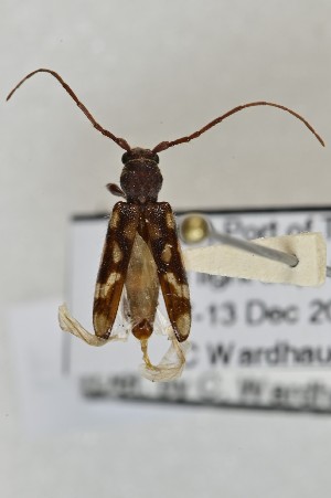  (Bethelium - CBP29)  @11 [ ] CC BY (2025) Plant Health and Environment Laboratory Unspecified