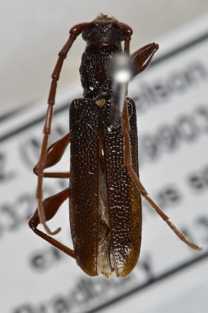  (Callidiopis - CBP30)  @11 [ ] CC BY (2025) Plant Health and Environment Laboratory Unspecified