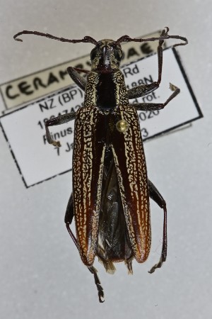  (Navomorpha stictica - CBP31)  @11 [ ] CC BY (2025) Plant Health and Environment Laboratory Unspecified