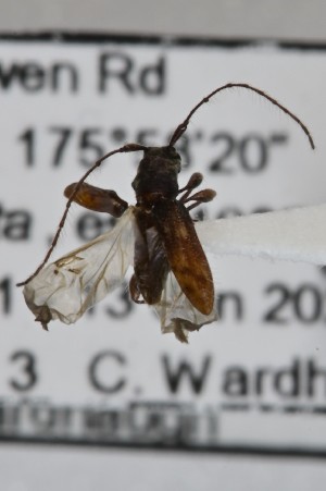  (Hybolasius - CBP33)  @11 [ ] CC BY (2025) Plant Health and Environment Laboratory Unspecified