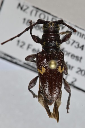  (Poecilippe - CBP34)  @11 [ ] CC BY (2025) Plant Health and Environment Laboratory Unspecified