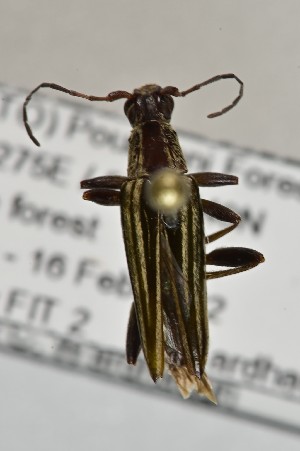  (Navomorpha - CBP36)  @11 [ ] CC BY (2025) Plant Health and Environment Laboratory Unspecified