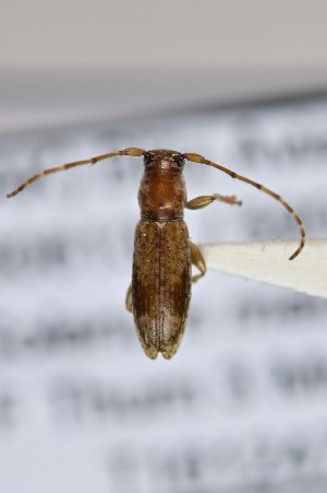  (Psilocnaeia - CBP39)  @11 [ ] CC BY (2025) Plant Health and Environment Laboratory Unspecified