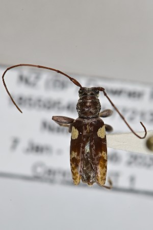  (Stenellipsis - CBP46)  @11 [ ] CC BY (2025) Plant Health and Environment Laboratory Unspecified