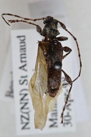  (Tetrorea sellata - CBP50)  @11 [ ] CC BY (2025) Plant Health and Environment Laboratory Unspecified