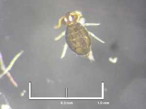  (Sminthurinus elegans - NZCOL085)  @13 [ ] Copyright (2012) University of Waikato University of Waikato