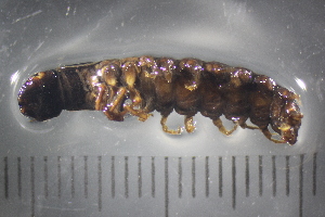  ( - NZDIS002)  @12 [ ] Unspecified (default): All Rights Reserved (2015) University of Waikato University of Waikato