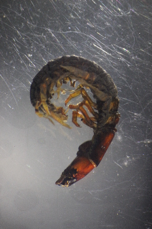  ( - NZDIS420)  @12 [ ] Copyright (2015) University of Waikato University of Waikato