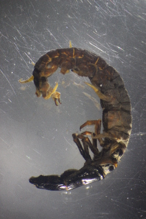  ( - NZDIS424)  @12 [ ] Copyright (2015) University of Waikato University of Waikato