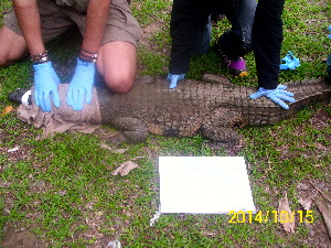  (Crocodylia - NZG344)  @11 [ ] CreativeCommons - Attribution Share-Alike (2019) Unspecified National Zoological Gardens of South Africa