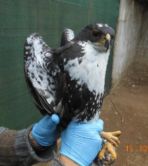  (Accipiter melanoleucus - NZG492)  @11 [ ] CreativeCommons - Attribution Share-Alike (2019) Unspecified National Zoological Gardens of South Africa