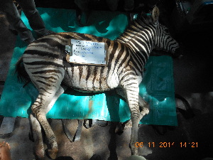  (Equus burchellii - NZG522)  @11 [ ] CreativeCommons  Attribution Share-Alike (by-sa) (2014) National Zoological Gardens of South Africa (NZG) National Zoological Gardens of South Africa (NZG)