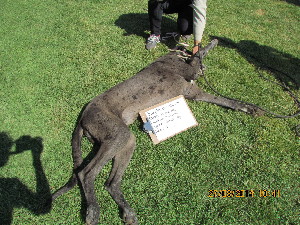  (Canis familiaris - NZG259)  @11 [ ] CreativeCommons - Attribution Share-Alike (2014) National Zoological Gardens of South Africa (NZG) National Zoological Gardens of South Africa (NZG)