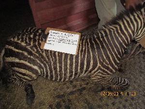  (Equus zebra - NZG267)  @11 [ ] CreativeCommons  Attribution Share-Alike (by-sa) (2014) National Zoological Gardens of South Africa (NZG) National Zoological Gardens of South Africa (NZG)