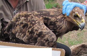  ( - NZG485)  @11 [ ] CreativeCommons - Attribution Share-Alike (2019) Unspecified National Zoological Gardens of South Africa