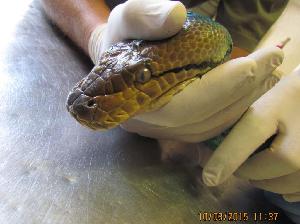  (Malayopython - NZG611)  @11 [ ] CreativeCommons - Attribution Share-Alike (2019) Unspecified National Zoological Gardens of South Africa