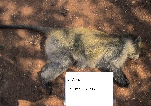  (Cercopithecus albogularis - NZG318)  @11 [ ] CreativeCommons - Attribution Share-Alike (2019) Unspecified National Zoological Gardens of South Africa