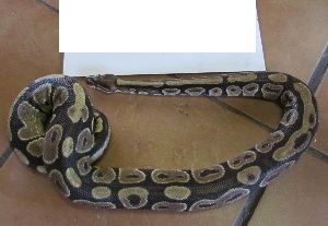  (Python regius - NZG248)  @11 [ ] CreativeCommons - Attribution Share-Alike (2019) Unspecified National Zoological Gardens of South Africa