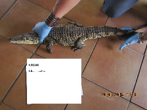  (Crocodylus niloticus - NZG249)  @11 [ ] CreativeCommons - Attribution Share-Alike (2019) Unspecified National Zoological Gardens of South Africa