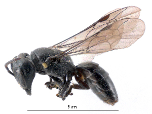  (Hylaeus capitosus - NZAC04037285)  @15 [ ] Unspecified (default): All Rights Reserved  Unspecified Unspecified