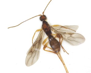  ( - NZAC03031477)  @11 [ ] No Rights Reserved (2020) Unspecified Landcare Research, New Zealand Arthropod Collection