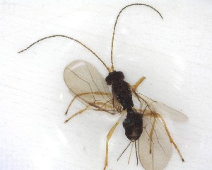  ( - NZAC03035214)  @11 [ ] No Rights Reserved (2020) Unspecified Landcare Research, New Zealand Arthropod Collection