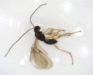  ( - NZAC03035234)  @11 [ ] No Rights Reserved (2020) Unspecified Landcare Research, New Zealand Arthropod Collection