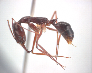  (Odontomachus angulatus - NZAC04036339)  @11 [ ] Copyright (2010) California Academy of Sciences California Academy of Sciences