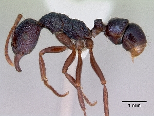  (Rhytidoponera chalybaea - NZAC04037895)  @14 [ ] Copyright (2010) California Academy of Sciences California Academy of Sciences