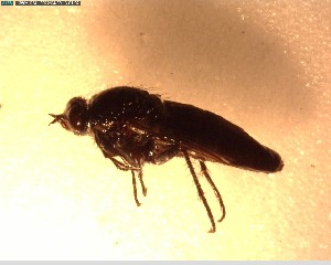  (Anabarhynchus completus - NZAC03027950)  @11 [ ] No Rights Reserved (2022) Unspecified Landcare Research, New Zealand Arthropod Collection