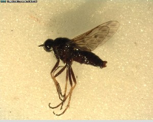  (Anabarhynchus nebulosus - NZAC03027952)  @11 [ ] No Rights Reserved (2022) Unspecified Landcare Research, New Zealand Arthropod Collection