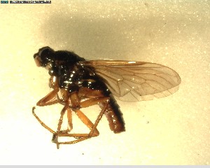  (Anabarhynchus aureosericeus - NZAC03028040)  @11 [ ] No Rights Reserved (2022) Unspecified Landcare Research, New Zealand Arthropod Collection