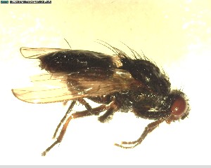  ( - NZAC03028150)  @11 [ ] No Rights Reserved (2022) Unspecified Landcare Research, New Zealand Arthropod Collection